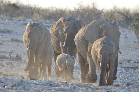 A family of elephants is approaching a waterholeの写真素材