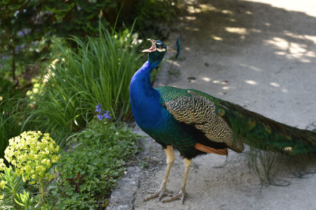 Portrait of a walking indian peafowl, Siebenbergen, Kassel, Germanyの写真素材
