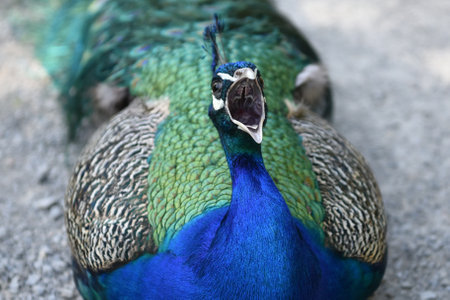 Closeup of a shouting indian peafowl, Siebenbergen, Kassel, Germanyの写真素材