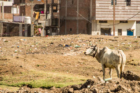 Abandoned Union Carbide Pesticide Factory, Bhopal, Indiaの写真素材