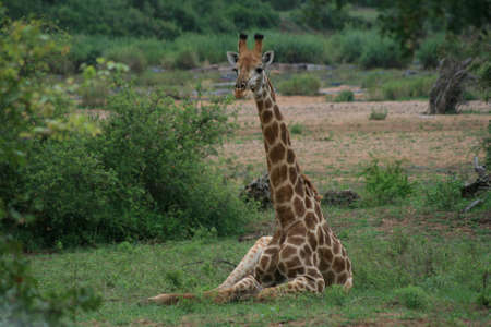 giraffe resting in the african sunの写真素材