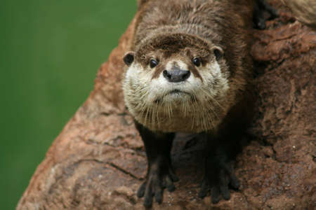 otter on a rockの写真素材