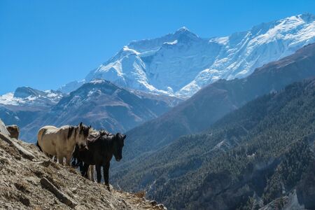 Wild horses in the Himalayas in Nepal. The trekking tour in Annapurna region offers many surprisesの写真素材