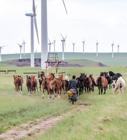 Since the horses of farmers in Inner Mongolia have huge areas where they can move around it is very difficult to control them. Thus the farmers there use a motorbike to move the horses.の写真素材