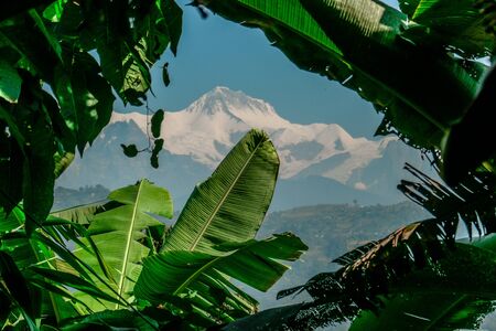 Banana Tree overlooking at the Himalayas, captured in Pokhara. Lush green color of the leaves. backdrop is a snowy, high mountain. Clear blue sky. Natural landscape, not spoiled by humans.の写真素材