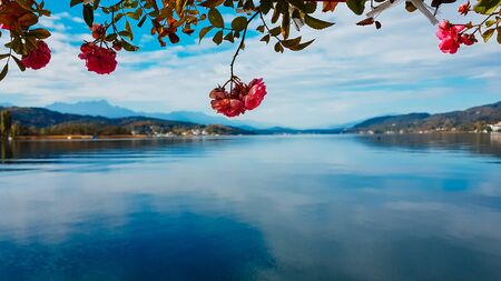 Flower decorations at Wï¿½rtersee, PÃ¶rtschach, Austria. Beautiful lake landscape, surrounded by Alps. This lake is natural drinking water tank. Pink roses hanging fro the top, blurry background.の写真素材