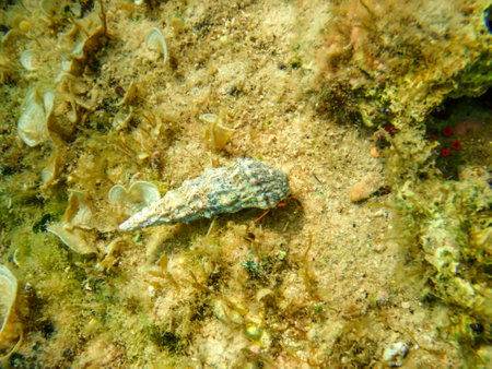 Hermit crab, walking peacefully on the sea bottom, carrying it's house. The shellfish is relatively...