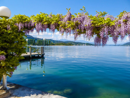 Flower decorations at WÃ¶rtersee, PÃ¶rtschach, Austria. Beautiful lake landscape, surrounded by Alps. This lake is natural drinking water tank. Pink roses hanging fro the top, blurry background.の写真素材