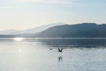 A view on a lake and Alps in the back. The calm surface of the lake is reflecting the mountains,...