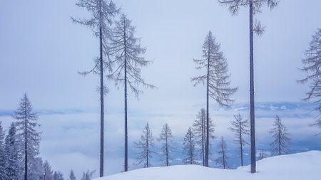A panoramic view on fog covered Alps in Austria. The visibility is very low. Not favourable condition for skiing. There are many trees standing separately on the hills. Moody and spooky atmosphereの写真素材