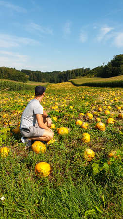 A man in shorts squatting on the field of pumpkins in Riegersburg, Austria. The round pumpkins are ripening under the blue sky. There is a dense forest surrounding the vast field. Agricultureの写真素材