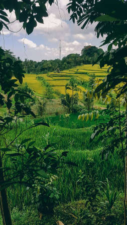 Palm trees and banana trees surrounding the rice terraces. Rice field shining in bright green colors in Indonesia. Cloudy, but sunny day. Exploring the uncultivated regions of Lombok.の写真素材