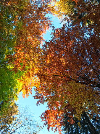 The tree crowns changing colors for autumn. The trees have red, orange, yellow and green leaves....