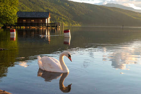 A swan swimming across the Millstatt lake in Austria during the sunset. The bird is slowly crossing the calms surface of the lake. The lake's surface is reflecting the soft clouds. Calmness and peaceの写真素材