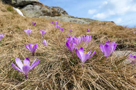 A close up view on a bunch of blossoming crocuses on an Alpine meadow in Austria. The blossoming...