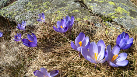 A close up view on a bunch of blossoming crocuses on an Alpine meadow in Austria. The blossoming...