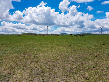 Heard of horses grazing under wind turbines build on a vast pasture in Xilinhot, Inner Mongolia....