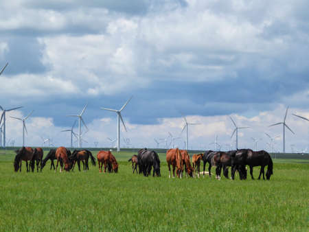 Heard of horses grazing under wind turbines build on a vast pasture in Xilinhot, Inner Mongolia. Natural resources energy. Endless grassland. Blue sky with white, thick clouds. Natural habitatの写真素材