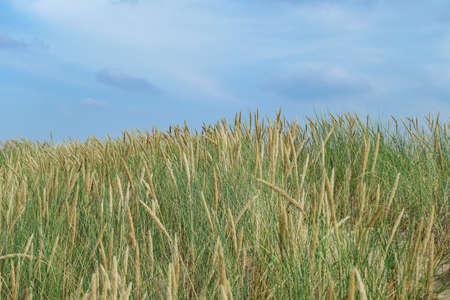 A panoramic view on the sandy beach by Baltic Sea on Sobieszewo island, Poland. The beach is...