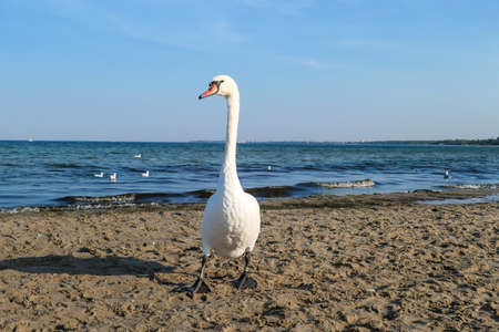 A pair of swans walking along the shore of Baltic Sea in Sopot, Poland. The birds are looking for food. Gentle waves rushing to the shore. Animals in the wilderness. Curious birds.の写真素材