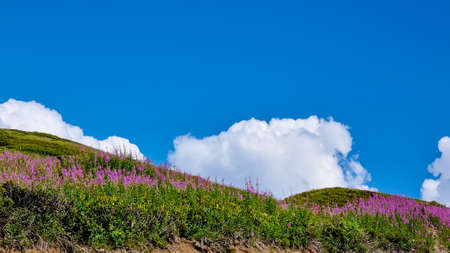 A bushes of Rosebay Willowherb blooming in high Caucasus mountains in Georgia. There are high, snowcapped peaks in the back. Thick clouds in the back. Purple flowers. Idyllic landscape. Calmnessの写真素材