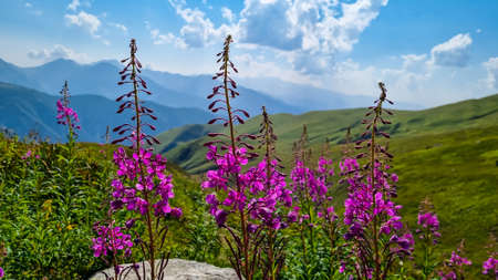 A bushes of Rosebay Willowherb blooming in high Caucasus mountains in Georgia. There are high, snowcapped peaks in the back. Thick clouds in the back. Purple flowers. Idyllic landscape. Calmnessの写真素材