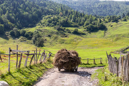 A cart overloaded with hay rolling slowly on a gravelled road in Georgian Caucasus mountains. There is a wooden fence on both sides of the road. Lush pastures on both sides. Agricultural life.の写真素材