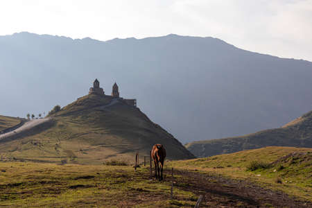 Heard of horses grazing under the Gergeti Trinity Church in Stepansminda, Georgia. The church is...