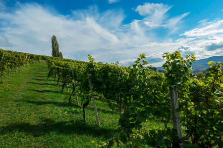 A lush wine region in South Styria, Austria. The wine plantations are stretching over a vast territory, over the many hills. There grapes are already ripening. Wine region. A bit of overcast.の写真素材