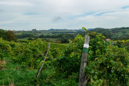 A lush wine region is South Styria, Austria. The wine plantations are stretching over a vast territory, over the many hills. There grapes are already ripening. Wine region. A bit of overcast.の写真素材