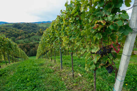 A lush wine region is South Styria, Austria. The wine plantations are stretching over a vast...