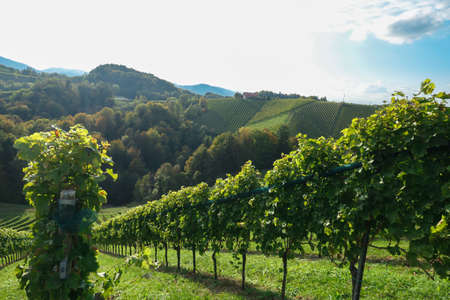 A lush wine region in South Styria, Austria. The wine plantations are stretching over a vast...