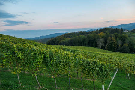 A lush wine region in South Styria, Austria. The wine plantations are stretching over a vast territory, over the many hills. There grapes are already ripening. Wine region. A bit of overcast.の写真素材