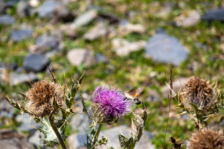 A close up view on a moth polluting a thistle flower on an alpine meadow in the Greater Caucasus Mountain Range in Georgia, Kazbegi Region. The blossoming flowers have fresh purple color.の写真素材