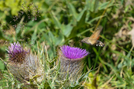 A close up view on a moth polluting a thistle flower on an alpine meadow in the Greater Caucasus Mountain Range in Georgia, Kazbegi Region. The blossoming flowers have fresh purple color.の写真素材