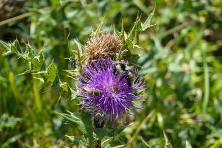 A close up view on a  a thistle flower on an alpine meadow in the Greater Caucasus Mountain Range in...