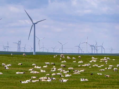 A big heard of sheep grazing under wind turbines build on a vast pasture in Xilinhot, Inner Mongolia. Natural resources energy. Endless grassland. Blue sky with white, thick clouds. Natural habitatの写真素材