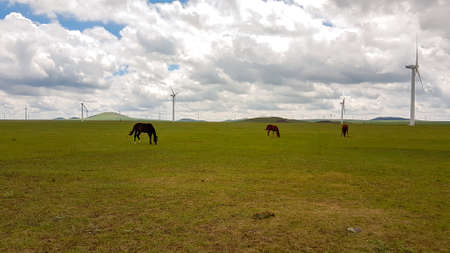 Heard of horses grazing under wind turbines build on a vast pasture in Xilinhot, Inner Mongolia. Natural resources energy. Clean energy. Endless grassland. Blue sky with white, thick clouds. Serenityの写真素材