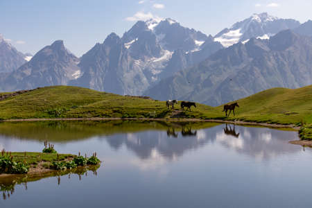 A herd of horses grazing at the Koruldi Lake with a dream like view on the mountain range near Mestia in the Greater Caucasus Mountain Range, Upper Svaneti, Country of Georgia. Wildlife observation.の写真素材