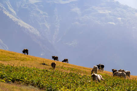 Grazing cows with an amazing view on the sharp Svaneti mountain peaks near Mestia in the Greater Caucasus Mountain Range, Upper Svaneti, Country of Georgia.Hiking trail to the Koruldi Lakes.の写真素材