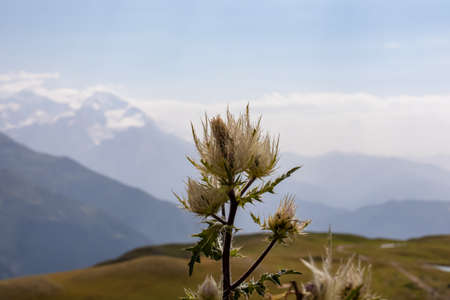 A close up view on a thistle flower with a view on the Koruldi Lakes embedded in the mountain range near Mestia in the Greater Caucasus Mountain Range, Upper Svaneti,Country of Georgia.Alpine pasture.の写真素材