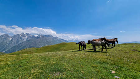 A herd of horses grazing on a pasture near the  Koruldi Lake with a dream like view on the mountain...