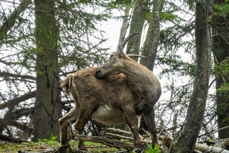 Mountain goat cleaning its back by licking, near Roethelstein near Mixnitz in Styria, Austria. Forest landscape in the Grazer Bergland. Wild animals in natural habitat. Hunting in the wildernessの写真素材
