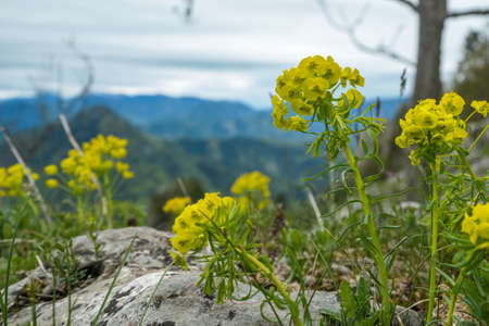 Scenic view from summit of mount Roethelstein near Mixnitz in Styria, Austria. Small alpine meadow with yellow flowers in the Grazer Bergland in Styria, Austria. Wandelustの写真素材