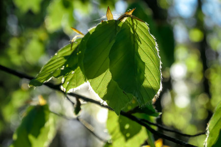 Close up view on a green leaf in the morning light in a forest of the Karawanks in Carinthia, Austria. Sun beams are hitting the branch in full glory. Sunrise, mystical emotion. Selected focus,blurredの写真素材