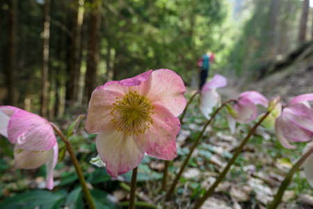 Christmas roses or black hellebore (Helleborus niger) blooming in early spring, Feistritz im Rosental, Carinthia, Austria. Pink red flowers in the Karawanks in Austrian Alps. Bloomingの写真素材