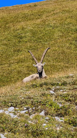 Mountain goat on an alpine meadow in the Hochschwab region in Styria, Austria. Alps in Europe. Wildlife and wilderness. Natural habitat of wild animals. Misty valley and soft hills. Concept freedomの写真素材