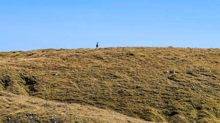 Mountain goat on an alpine meadow in the Hochschwab region in Styria, Austria. Alps in Europe. Wildlife and wilderness. Natural habitat of wild animals. Misty valley and soft hills. Concept freedomの写真素材