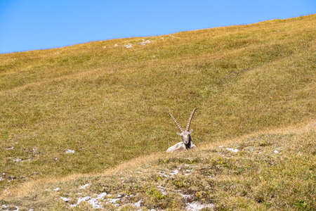 Mountain goat on an alpine meadow in the Hochschwab region in Styria, Austria. Alps in Europe. Wildlife and wilderness. Natural habitat of wild animals. Misty valley and soft hills. Concept freedomの写真素材