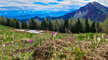 Field of pink and white crocus with a panoramic view near Frauenkogel on mountain peaks in early spring in the Karawanks, Carinthia, Austria. Border to Slovenia. Looking on mount Kahlkogel (Golica)の写真素材